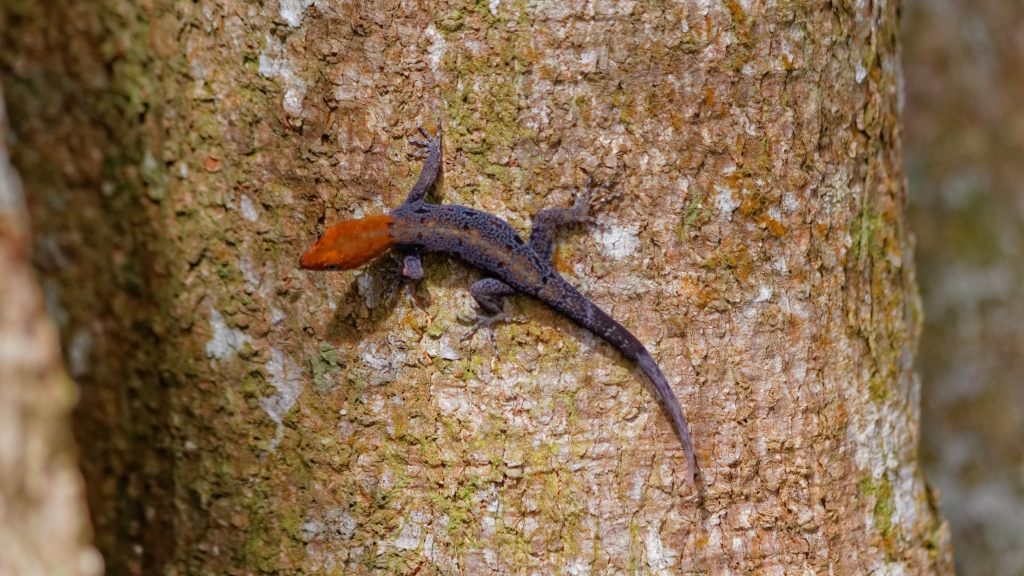 20 - Cahuita NP (11).jpg